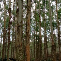 桉树