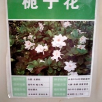 栀子花种子四季易活开花植物室内外庭院阳台花卉夏季花种籽子
