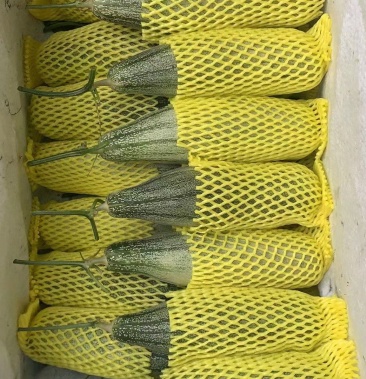 山东潍坊万亩羊角蜜基地大量羊角蜜甜瓜支持一件代发对接超