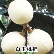 热卖白玉枇杷苗无核枇杷苗南北方种植耐寒性强，果型大