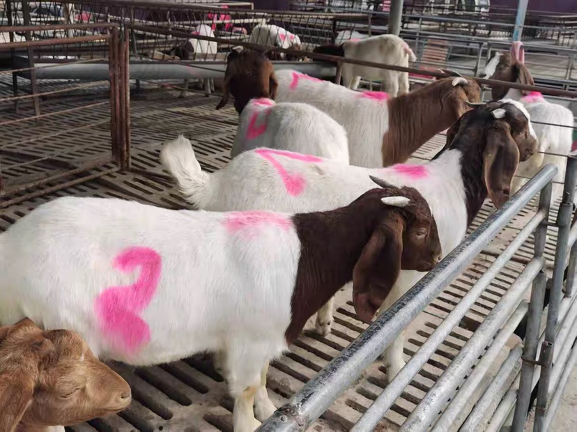 展示一个电商平台上的波尔山羊销售页面,显示价格、联系方式和种羊照片 波尔山羊线上交易页面截图