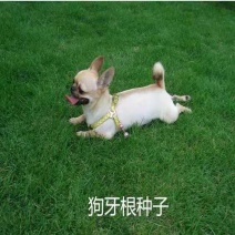 草坪种子护坡狗牙根高羊茅黑麦草种籽宽叶草四季青庭院绿化草