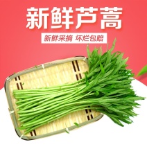 新鲜芦蒿，柳蒿，篱蒿去根带嫩叶，产地直发，欢迎来考察洽谈