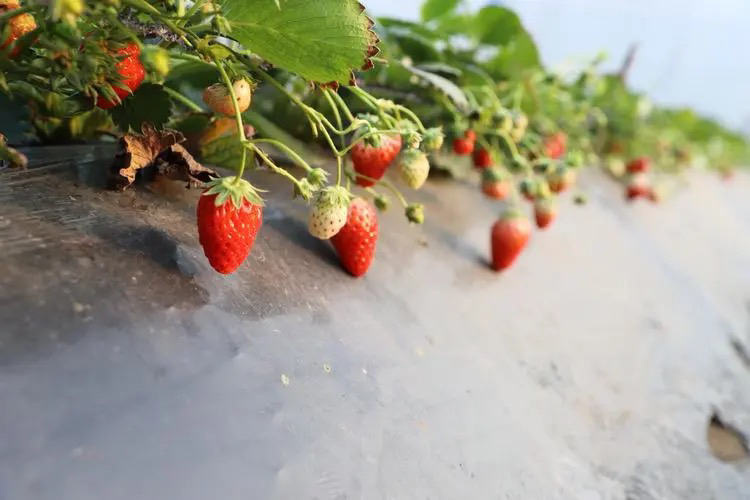甜宝草莓采摘园实景场景