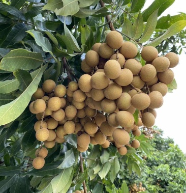 龙眼果树苗四季蜜龙眼石硖龙眼储良龙眼嫁接苗带土带叶发货