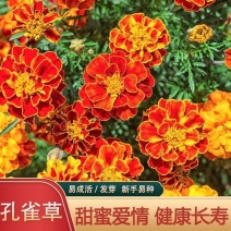 孔雀草种子耐寒秋播花卉植物盆栽景观工程园林花海花草花种子