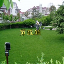 进口匍匐型剪股颖种子草坪草种子高尔夫球场别墅庭院绿化