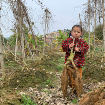 葛根苗葛根种苗粉葛种苗绿化苗木葛根苗无渣粉葛包活包技术