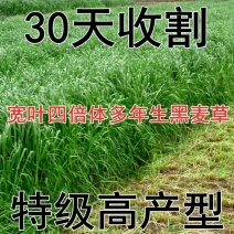 冬麦70黑麦草种子四季多年生高产型牧草喂猪牛羊鸡鸭鹅兔鱼