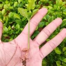 柠檬奶苗