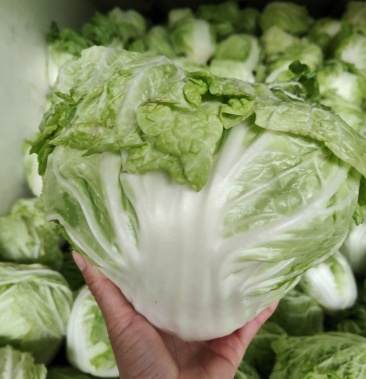 [夏阳白菜批发]新乡小包价格0.95元/斤 - 一亩田