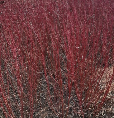 红瑞木又名红麻球耐寒苗木多种规格长期有货