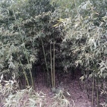 竹子