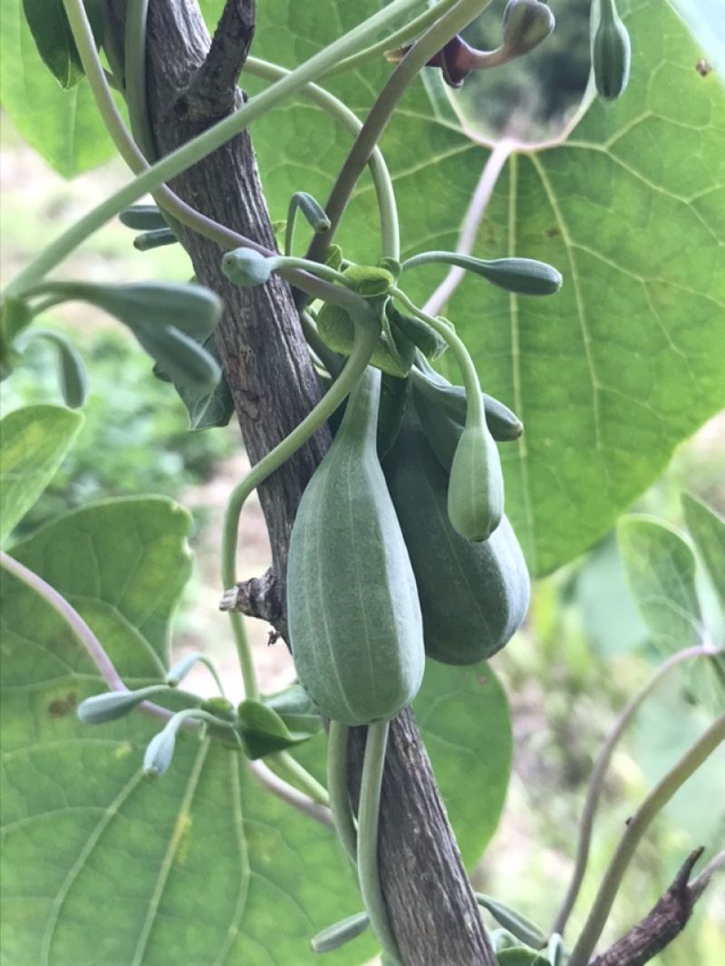 鼻血雷,背蛇生碧血莲(钟铃藤)详情请咨询