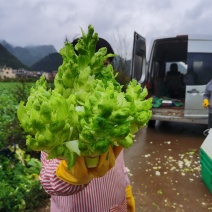 黔西南州兴义市龙广儿菜