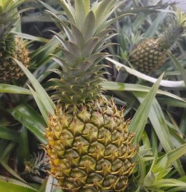 广东湛江徐闻巴厘菠萝现摘现卖色香味甜欢迎来电订购
