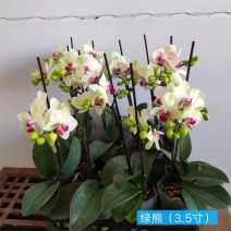 特级绿熊3.5寸高度40-45公分