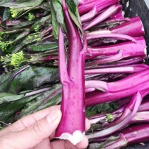 规格齐全菜苔长期有货诚信经营