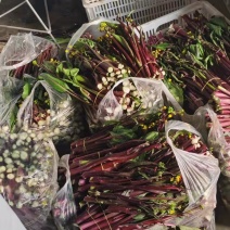 营养多汁菜苔源头供应量大从优