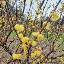 庭院腊梅树