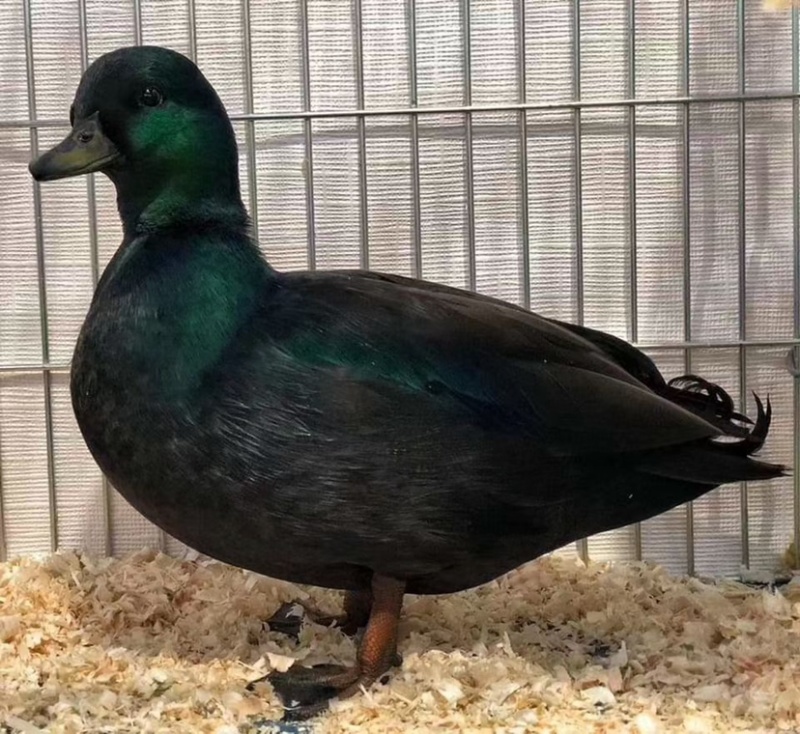 信息麻鸭番鸭青头鸭白鸭水鸭老鸭蛋鸭土鸭野鸭青年鸭花边鸭绿头鸭洋鸭