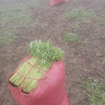 皖江芦蒿，正宗应季种植蔬菜（暂时无货，抱歉）