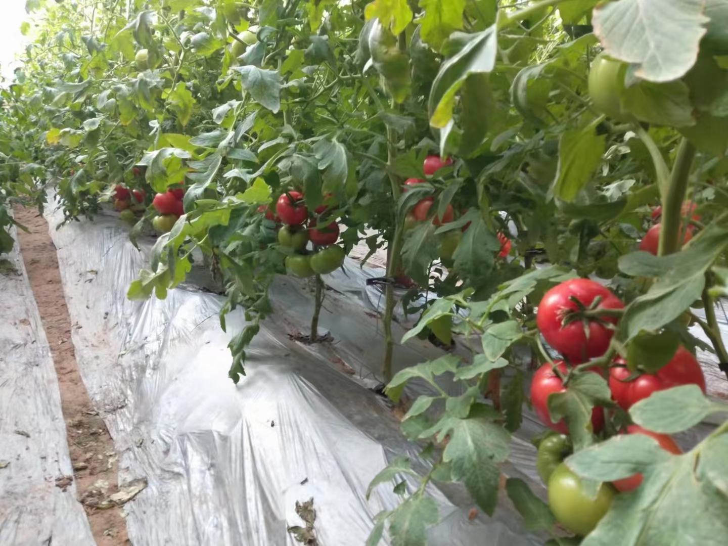 泾阳普罗旺斯番茄种植基地