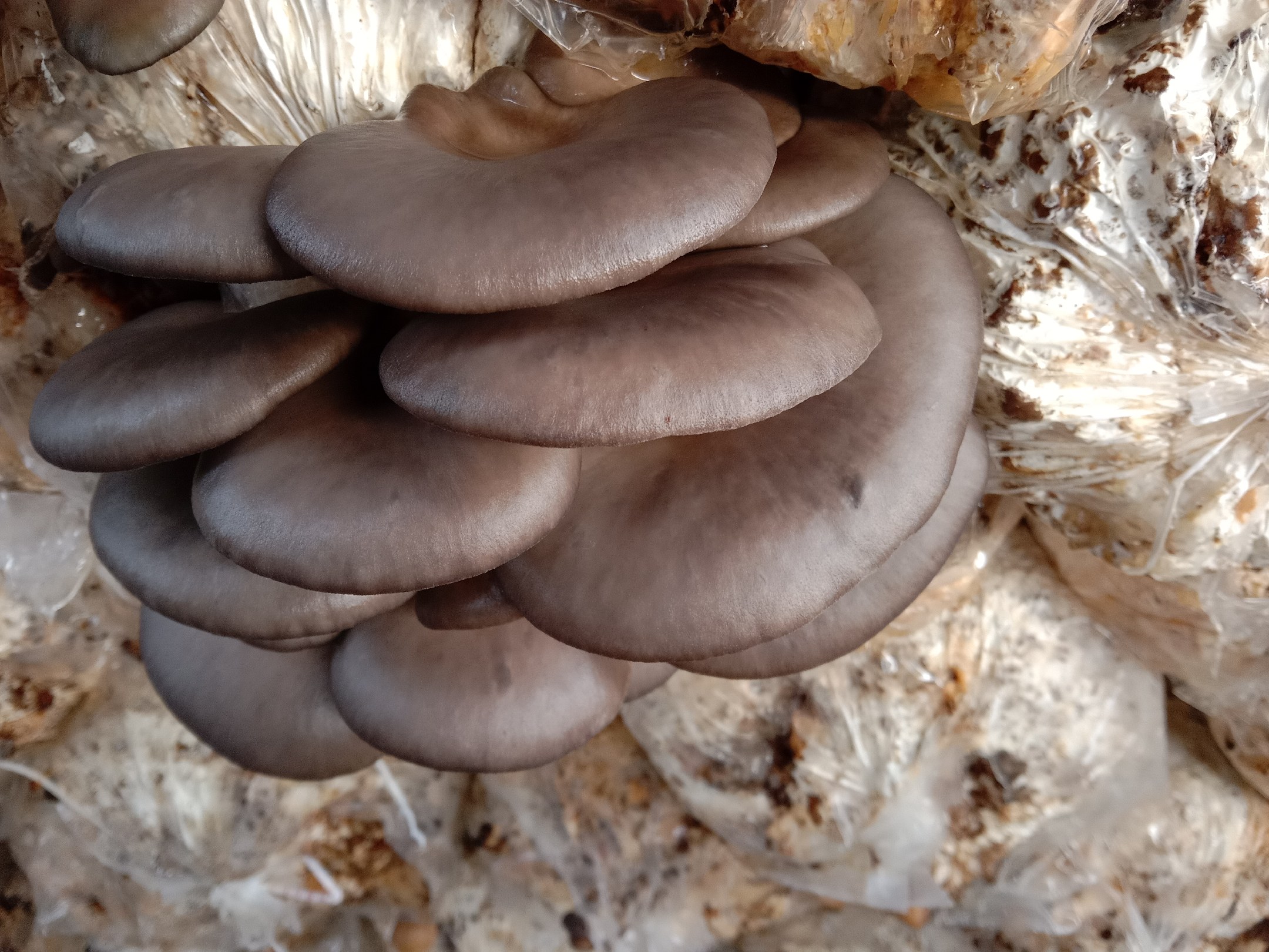 平菇不同品种对比图