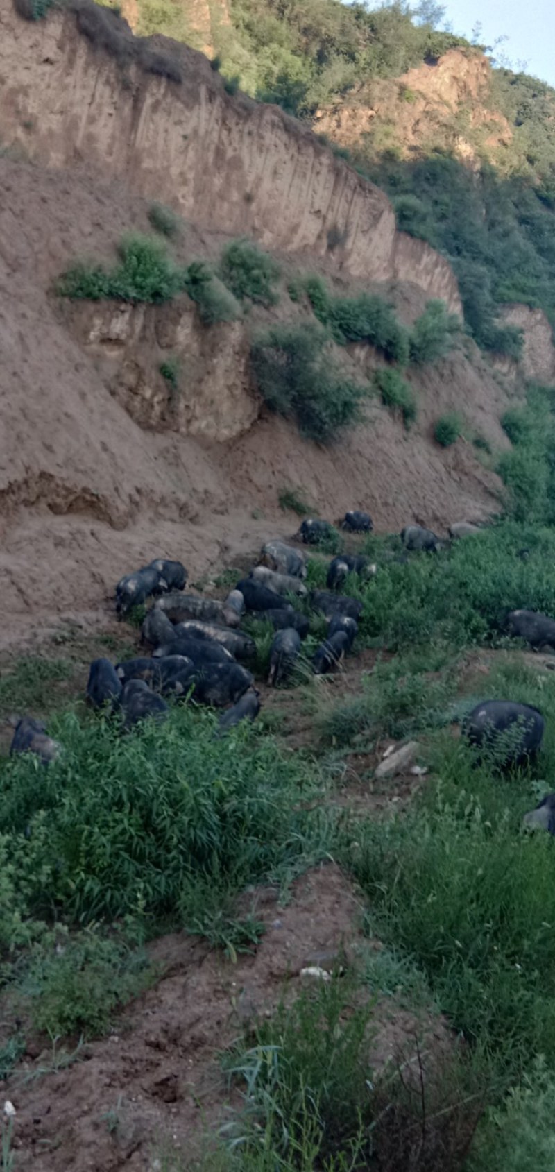 [藏香猪批发]山西临汾洪洞县香猪 500.00元/头纯生态养殖藏 _ 一亩田