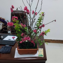 桃花枝