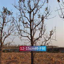 河北12-13-14-15-18公分柿子树远销河南陕西