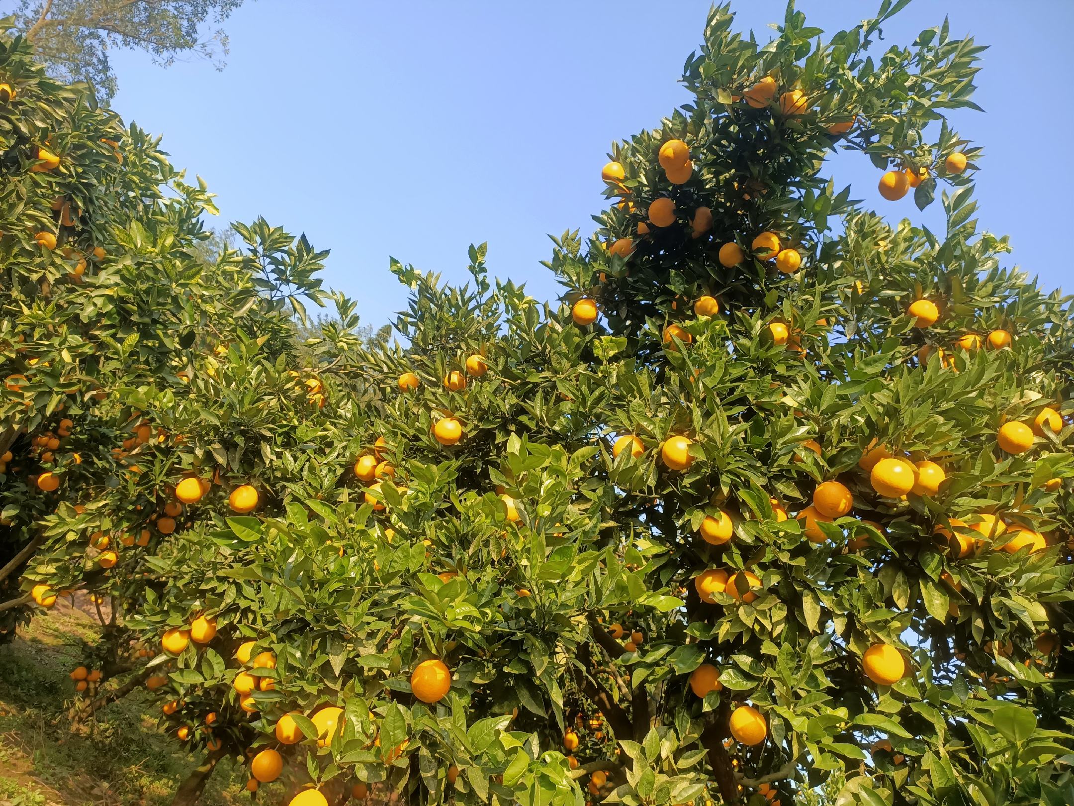 一片阳光充足的血橙种植园,树木整齐排列,枝头挂满橙红色果实,农民正在采摘,背景有山丘和蓝天,展现生态农业景象 血橙果园实景图