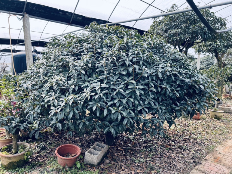 四季桂整体外观,展示一株生长茂盛的四季桂植物,枝叶繁茂,花朵点缀其中 四季桂整体外观