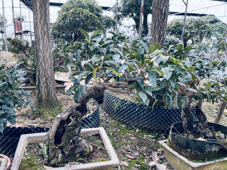 一处中式风格庭院中,整齐修剪的四季桂形成一道绿色矮篱,植株茂密,枝叶间零星开放着小白花,地面铺设青石板,周围有竹子和苔藓点缀,整体环境宁静优雅,突出四季桂作为景观植物的应用场景 庭院中的四季桂绿篱