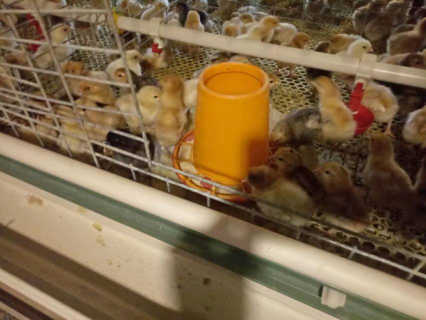 展示母鸡在产蛋高峰期的饲养环境,包括光照、温度控制、饮水系统等 母鸡在产蛋高峰期的饲养环境