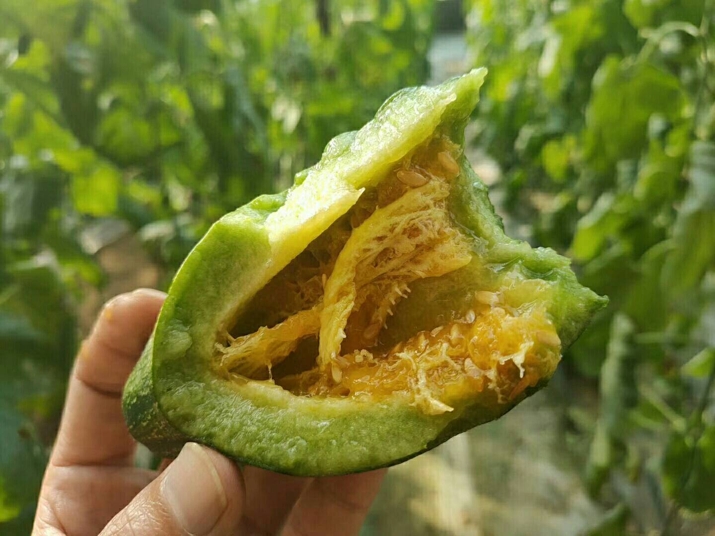 羊角蜜甜瓜切开图,展示其金黄色果肉与细密纹理 羊角蜜甜瓜切开图