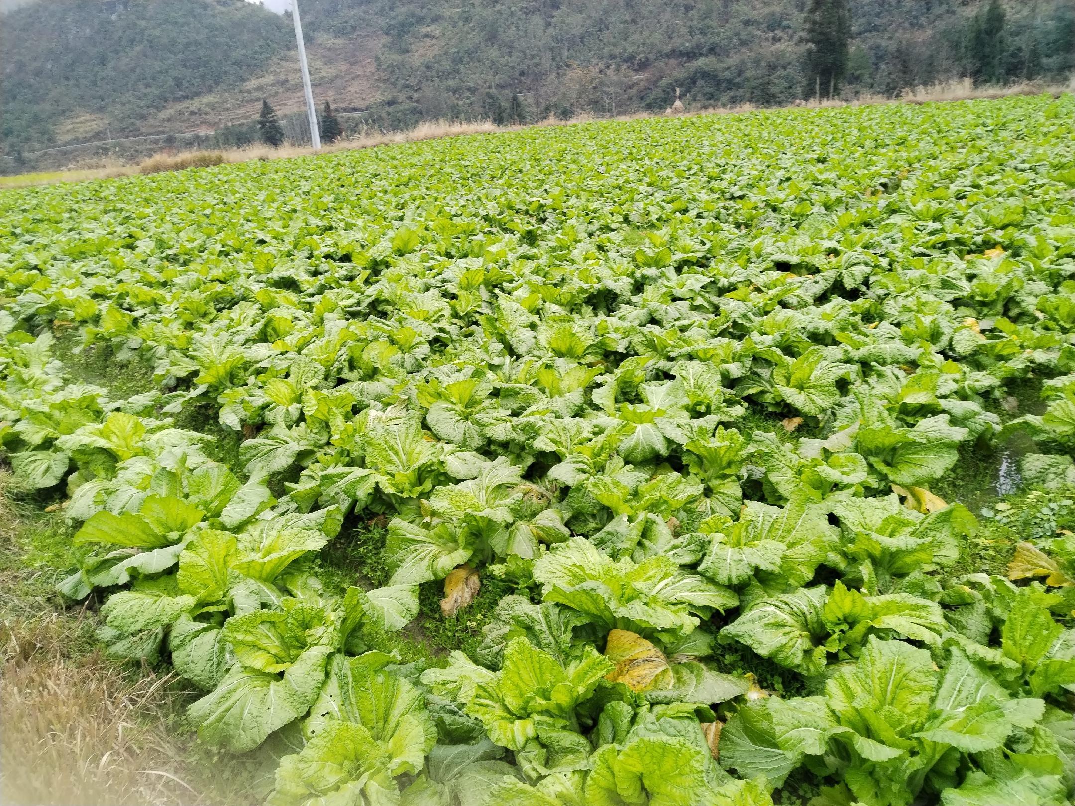 广阔的油菜花田,展现种植规模和农业景观 油菜田种植场景