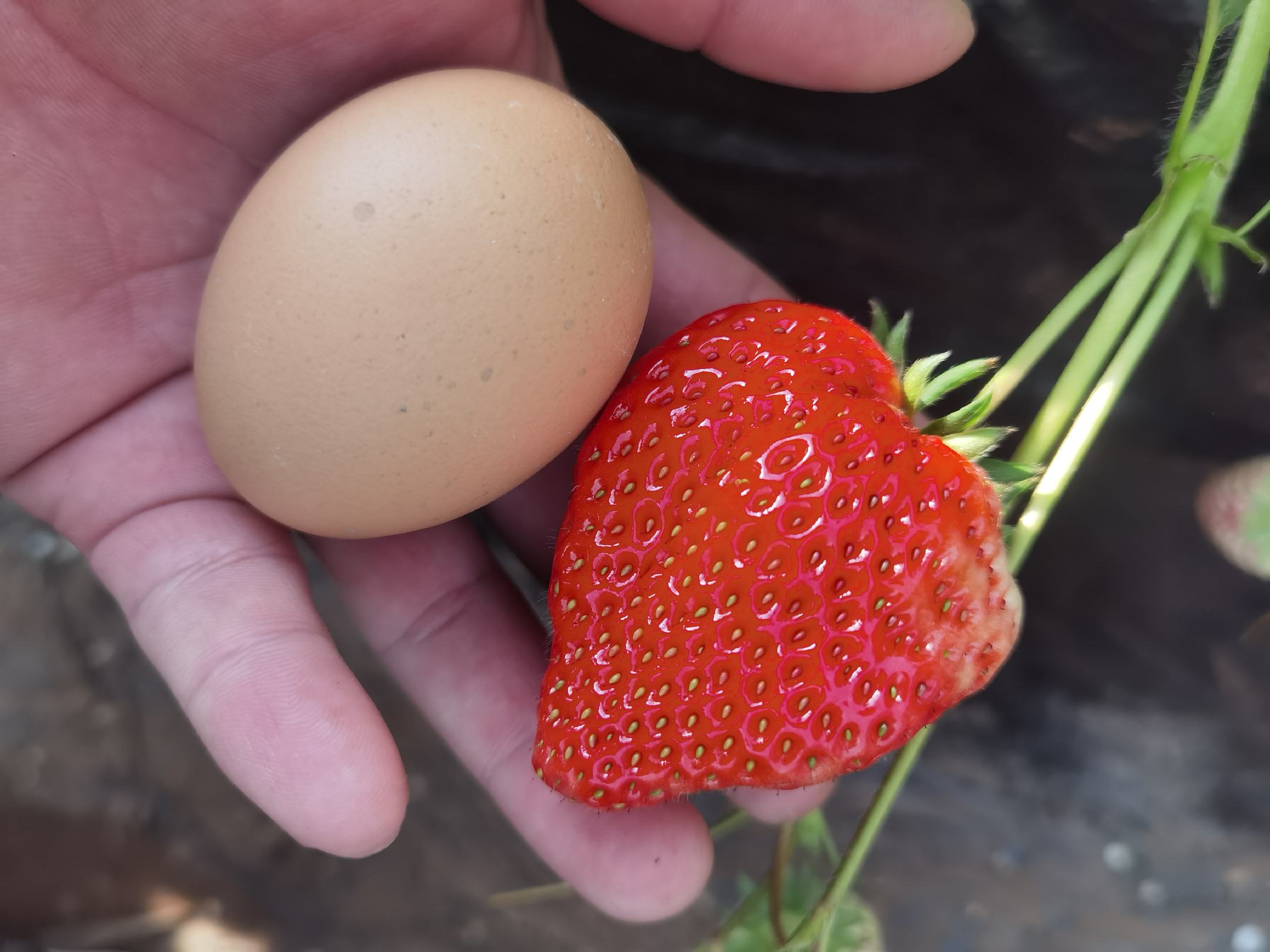 红颜草莓与章姬草莓对比特写：左侧为红颜，果实圆润饱满、深红色泽均匀、萼片平展紧贴；右侧为章姬，果实呈优美长圆锥形、果肩微收、果面泛浅粉白霜感、萼片微反卷；背景为白色陶瓷托盘，标尺显示果实纵径约4.2cm（红颜）与5.1cm（章姬）