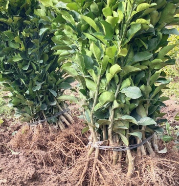 [柑桔苗批发]优质沙田柚苗,根须旺,苗子漂亮,欢迎新老客户定购,保证质