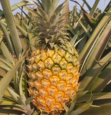 广东湛江徐闻巴厘菠萝果大形美色香味甜欢迎来电订购