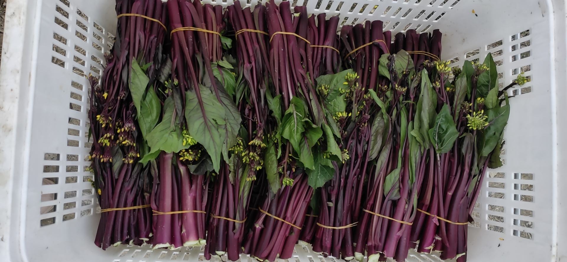 红菜苔打叶操作示范