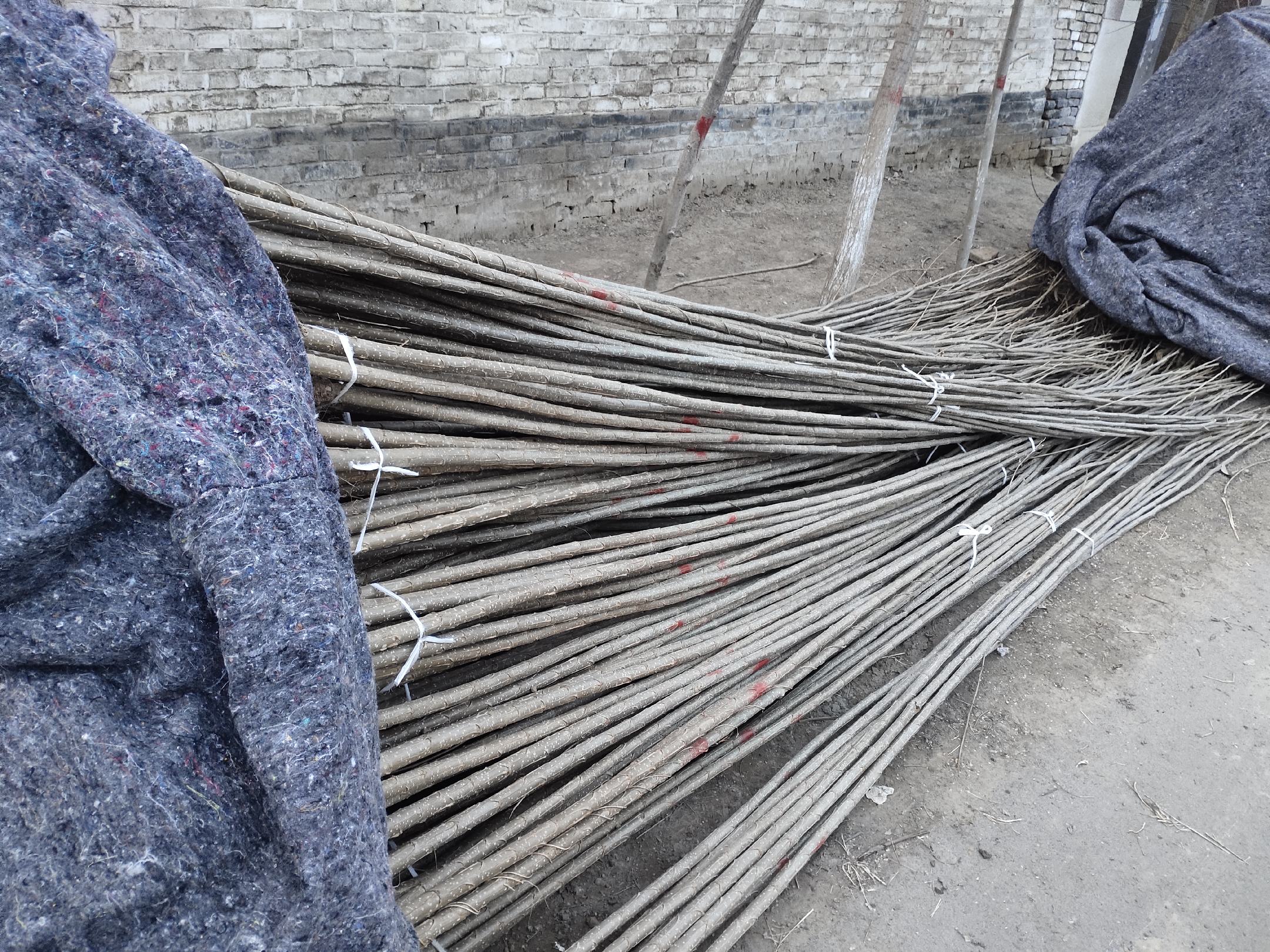 图片说明:工人正在对椴木进行打孔接种作业,背景为整齐堆放的接种木段 黑木耳椴木栽培现场图