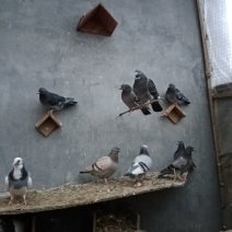 鸽子