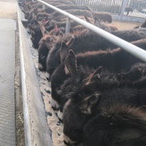 活驴，肉驴，改良纯种德州肉驴苗，新改良驴苗