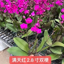 满天红2.8寸双梗单梗高度35-40公分