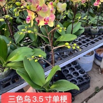 品质三色鸟单梗双梗3.5寸蝴蝶兰盆花