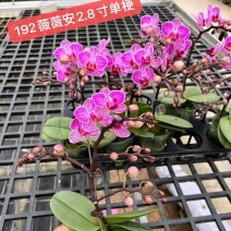 薇薇安2.7寸单梗蝴蝶兰品种齐全