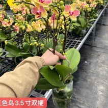 品质三色鸟双梗3.5寸蝴蝶兰品种齐全拿图询价