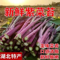 红菜苔产地直销支持视频看货打款发货欢迎订购