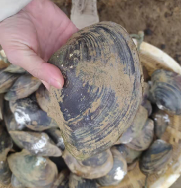 [河蚌批发]河蚌价格2.00元/斤 - 一亩田